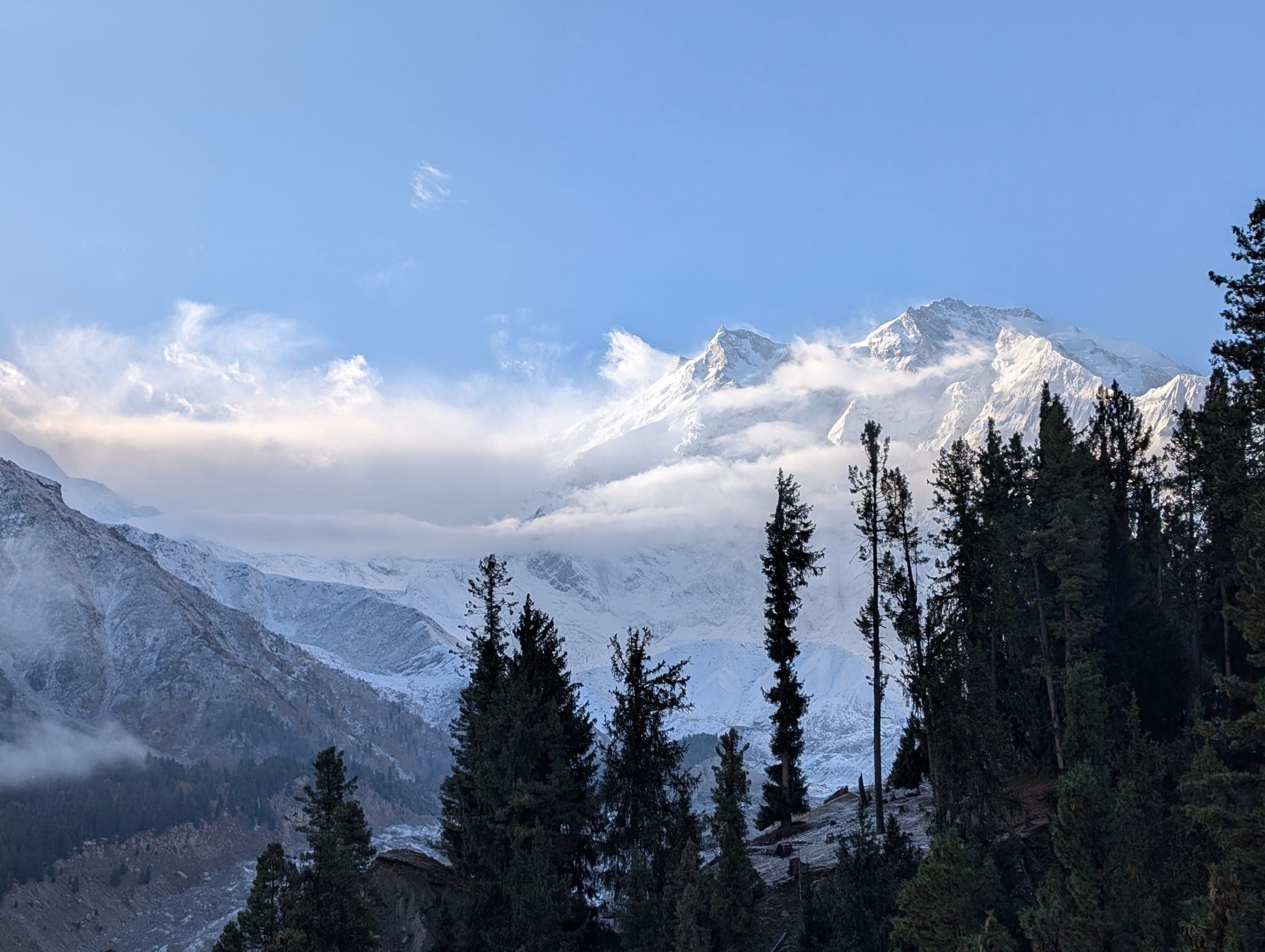 Snowy Nanga Parbat framed by a pine forest