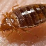 bed bugs